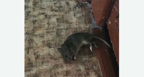 Дезинфекция от мышей в Буденновске