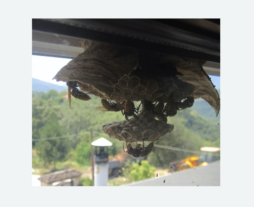 Уничтожение гнёзд шершней в Буденновске