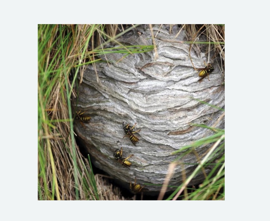 Уничтожение ос и ульев в Буденновске